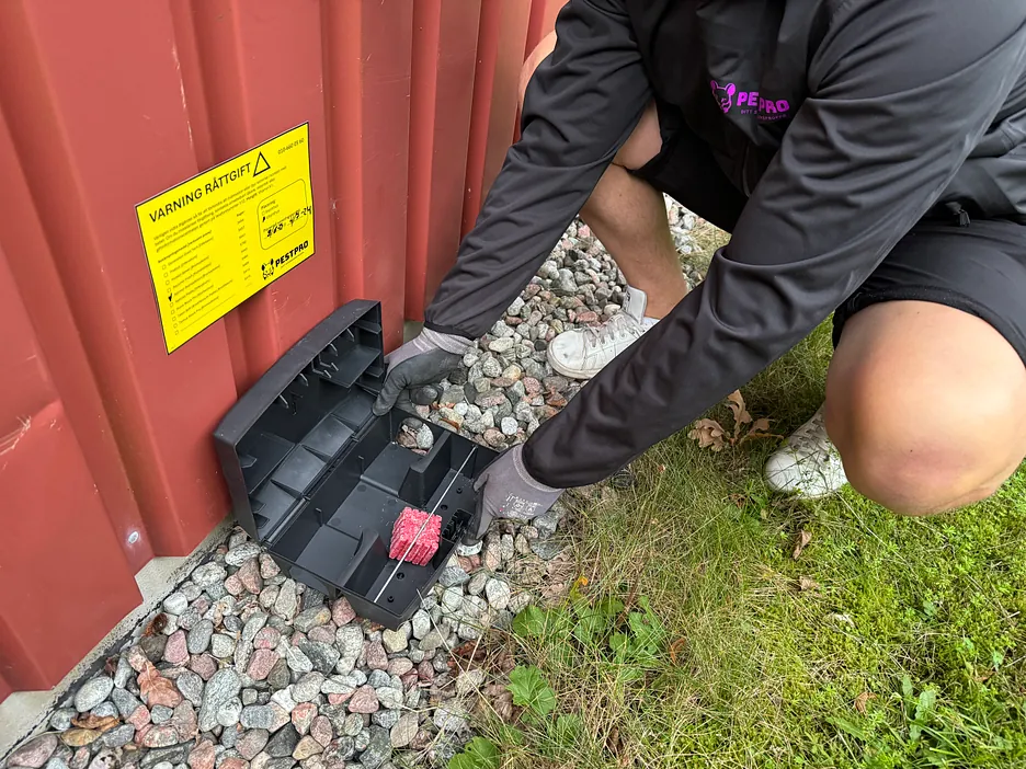 Råttbekämpning utförd av Pestpro